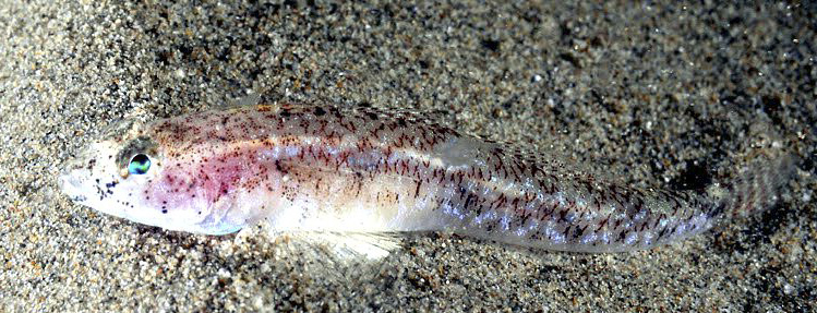 Pomatoschistus marmoratus_006